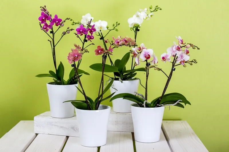 Orchidea in vaso